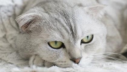 KAIYUNAPP-前场压迫是否成为破密防的重要间接打法，前场进攻