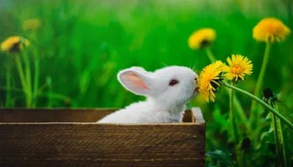 开云体育在线赛事直播-快船完封太阳，西部决赛中乔治罚球绝杀，快船对乔治